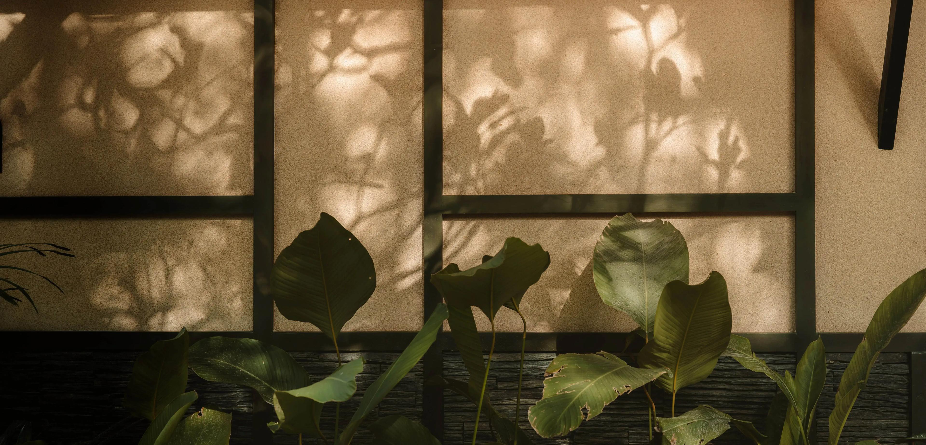 Mandara Wellness